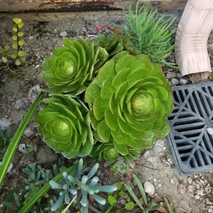 Bulk Green Aeonium Cuttings - Live Succulents for Mass Planting, Drought Tolerant - Image 7