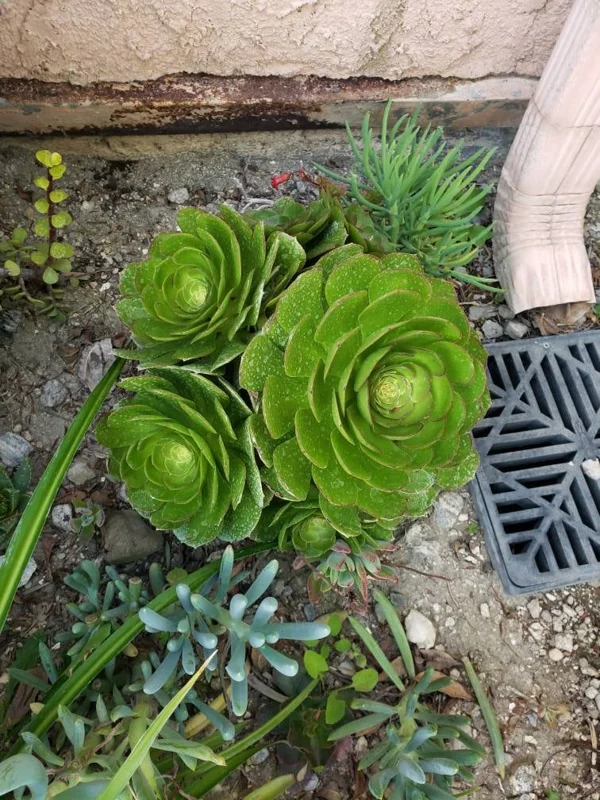 Bulk Green Aeonium Cuttings - Live Succulents for Mass Planting, Drought Tolerant - Image 7