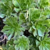 Bulk Green Aeonium Cuttings - Live Succulents for Mass Planting, Drought Tolerant - Image 1