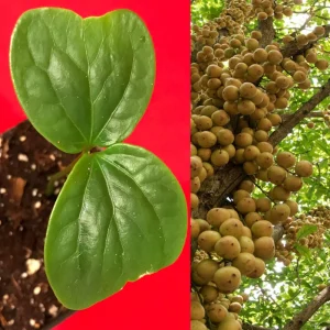 Burmese Grape (Baccaurea Ramiflora) Live Plant - Tropical Fruit Tree - 2-4'' Tall - Image 1
