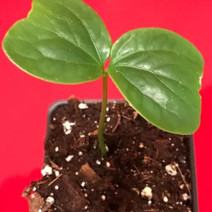 Burmese Grape (Baccaurea Ramiflora) Live Plant - Tropical Fruit Tree - 2-4'' Tall - Image 4