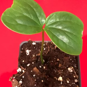 Burmese Grape Live Plant - Baccaurea Ramiflora Tropical Fruit Tree, 2-4'' Tall - Image 4