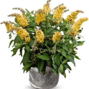 Butterfly Bush Live Plant 4-8 Inches – Purple Blue Fragrant Shrub for Outdoor Garden - Image 1