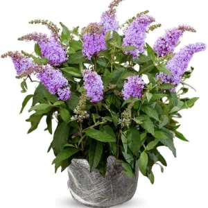 Butterfly Bush Live Plant 4-8 Inches – Purple Blue Fragrant Shrub for Outdoor Garden - Image 2