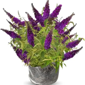 Butterfly Bush Live Plant 4-8 Inches – Purple Blue Fragrant Shrub for Outdoor Garden - Image 3