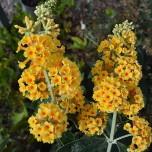 Butterfly Bush Live Plant, Yellow Fragrant Flowers, 4-8 Inch Tall, Outdoor Perennial - Image 3