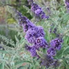 Butterfly Bush Live Plant, Yellow Fragrant Flowers, 4-8 Inch Tall, Outdoor Perennial - Image 1