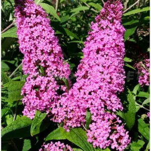 Butterfly Bush Live Shrub Plant – Buddleia, 5-10 Inches Tall, Attracts Butterflies - Image 4