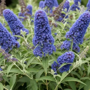Butterfly Bush Live Shrub Plant – Buddleia, 5-10 Inches Tall, Attracts Butterflies - Image 1