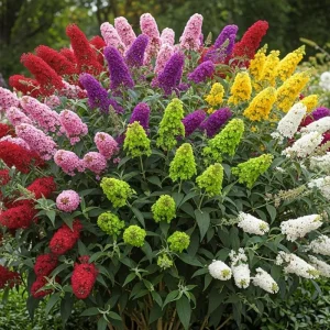 Butterfly Bush Live Shrub Plant – Buddleia, 5-10 Inches Tall, Attracts Butterflies - Image 6