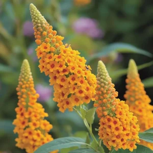 Butterfly Bush Live Shrub Plant – Buddleia, 5-10 Inches Tall, Attracts Butterflies - Image 7