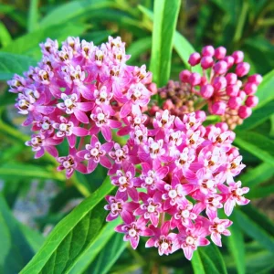 Butterfly Milkweed Live Plant - 2 Pack Tropical Milkweed, Asclepias Tuberosa, 4-9