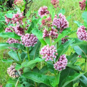 Butterfly Milkweed Live Plant - 2 Pack Tropical Milkweed, Asclepias Tuberosa, 4-9