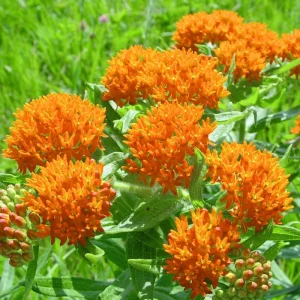 Butterfly Milkweed Live Plant - 2 Pack Tropical Milkweed, Asclepias Tuberosa, 4-9