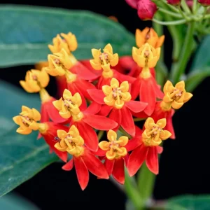 Butterfly Milkweed Live Plant - 2 Pack Tropical Milkweed, Asclepias Tuberosa, 4-9