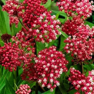 Butterfly Milkweed Live Plant - 2 Pack Tropical Milkweed, Asclepias Tuberosa, 4-9