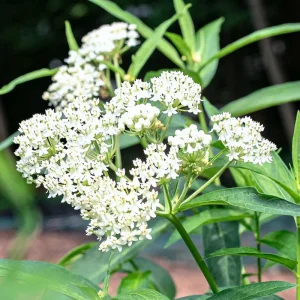 Butterfly Milkweed Live Plant - 2 Pack Tropical Milkweed, Asclepias Tuberosa, 4-9