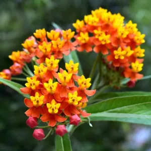 Butterfly Milkweed Live Plants, Set of 4, 5-8
