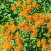 Butterfly Milkweed Live Plants, Set of 4, 5-8" Tall, Red Asclepias Tuberosa, Full Sun Perennial - Image 1