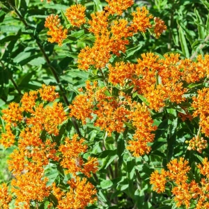 Butterfly Milkweed Live Plants, Set of 4, 5-8