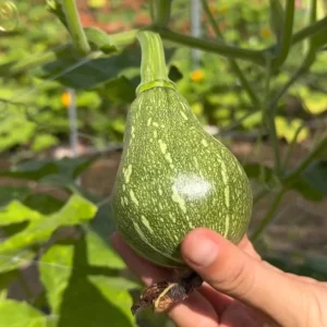 Butternut Squash Seeds - 10 Seeds for Planting Edible Gourd - Image 1