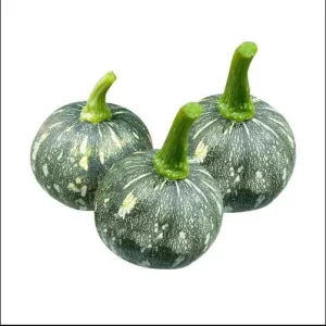Butternut Squash Seeds - 10 Seeds for Planting Edible Gourd - Image 4