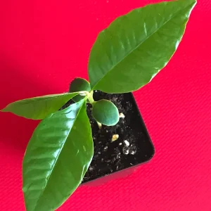 Caimito Green Star Apple Seedling Plant - 3-7'' Live Fruit Tree in 2.5'' Pot - Image 2