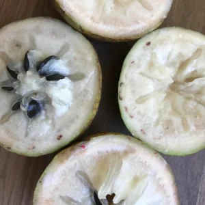 Caimito Green Star Apple Seedling Plant - 3-7'' Live Fruit Tree in 2.5'' Pot - Image 3