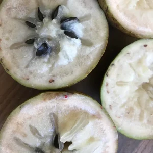 Caimito Green Star Apple Seedling Plant - 3-7'' Live Fruit Tree in 2.5'' Pot - Image 4