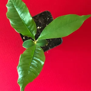 Caimito Purple Star Apple Seedling Plant - Live Fruit Tree, 3-6 inches tall, 2.5'' Pot - Image 2