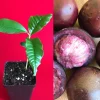 Caimito Purple Star Apple Seedling Plant - Live Fruit Tree, 3-6 inches tall, 2.5'' Pot - Image 1