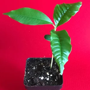 Caimito Purple Star Apple Seedling Plant - Live Fruit Tree, 3-6 inches tall, 2.5'' Pot - Image 4