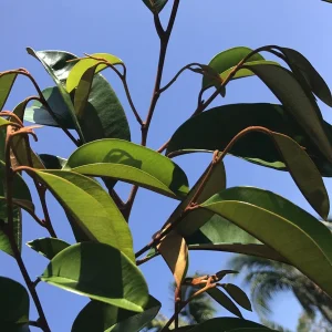 Caimito Purple Star Apple Seedling Plant - Live Fruit Tree, 3-6 inches tall, 2.5'' Pot - Image 5