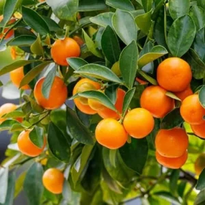 Calamansi Live Plant - 5 Gallon Pot, 4-5 Ft Tall Calamondin Citrus Tree - Image 7
