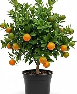 Calamansi Live Plant - Sour Citrus Tree, 5 Ft Tall in 5 Gallon Pot, Outdoor - Image 3