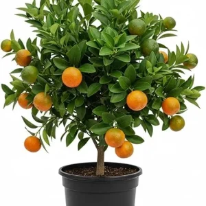 Calamansi Live Plant - Sour Citrus Tree, 5 Ft Tall in 5 Gallon Pot, Outdoor - Image 5