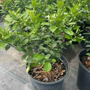 Calamansi Tree Live Plant 3 Gallon Pot - Fruit Bearing Calamondin Citrus for Patio & Garden - Image 3