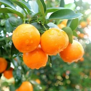 Calamansi Tree Live Plant - 3 Gallon Pot, Fruit Bearing Calamondin Citrus for Patio & Garden - Image 4