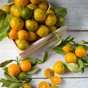 Calamansi Tree Live Plant 3 Gallon Pot - Fruit Bearing Calamondin Citrus for Patio & Garden - Image 6