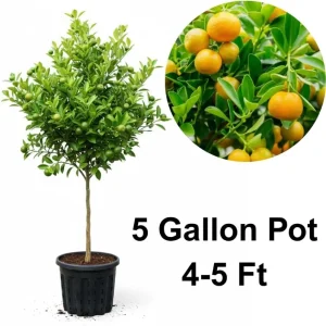 Calamansi Tree Live Plant, 4-5 Ft Tall, 5 Gallon Pot, Calamondin Citrus Fruit Tree for Patio & Indoor - Image 5