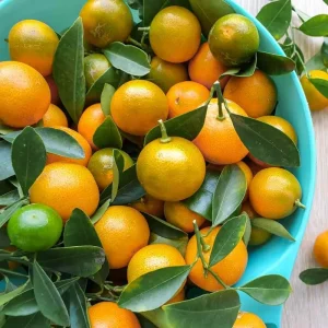 Calamansi Tree Live Plant, 4-5 Ft Tall Calamondin Citrus Fruit, 5 Gallon Pot, Outdoor - Image 4