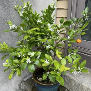 Calamansi Tree Live Plant, 4-5 Ft Tall Calamondin Citrus Fruit, 5 Gallon Pot, Outdoor - Image 5