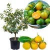 Calamansi Tree Live Plant, 4-5 Ft Tall Calamondin Citrus Fruit, 5 Gallon Pot, Outdoor - Image 1