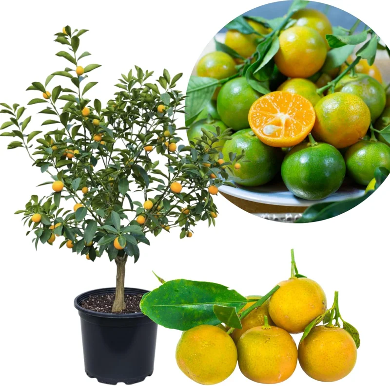 Calamansi Tree Live Plant, 4-5 Ft Tall Calamondin Citrus Fruit, 5 Gallon Pot, Outdoor - Image 1