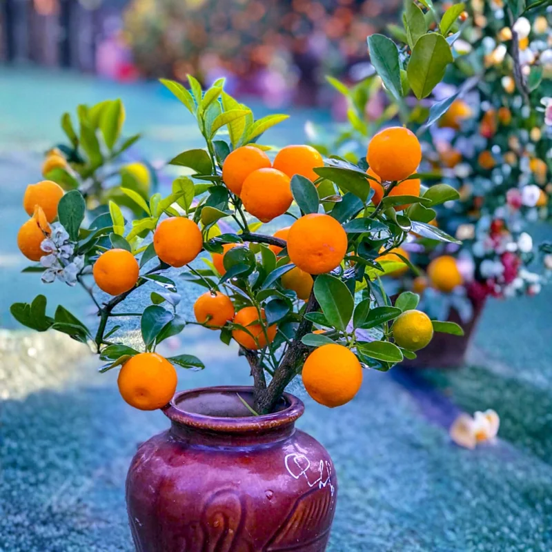 Calamansi Tree Live Plant, Sour Citrus, Tropical Fruit Plant, 5 Ft Tall, 5 Gallon Pot, Outdoor - Image 5