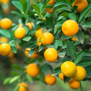 Calamansi Tree Live Plant, Sour Citrus, Tropical Fruit Plant, 5 Ft Tall, 5 Gallon Pot, Outdoor - Image 6