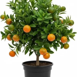 Calamansi Tree Live Plant, Sour Citrus, Tropical Fruit Plant, 5 Ft Tall, 5 Gallon Pot, Outdoor - Image 1