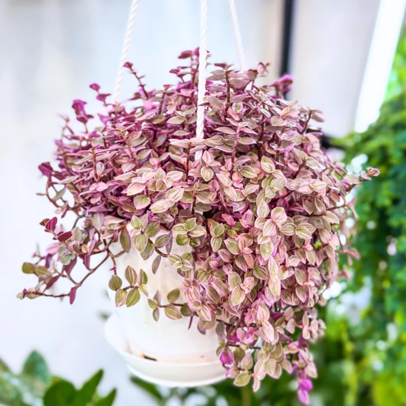 Callisia Repens Pink Live Plant - 4 Inch Potted Pink Wandering Jew Houseplant - Image 1