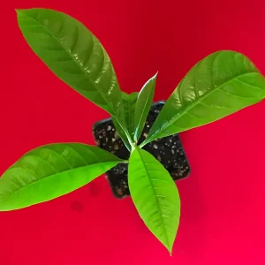 Canistel Yellow Sapote Egg Fruit Tree – Pouteria Campechiana Live Plant – 7-12 inch Starter - Image 2