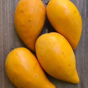 Canistel Yellow Sapote Egg Fruit Tree – Pouteria Campechiana Live Plant – 7-12 inch Starter - Image 5